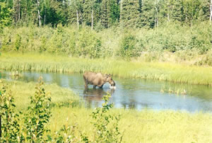 Moose in a river. 