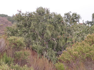 Tree at Fort Ord near Salinas, California.