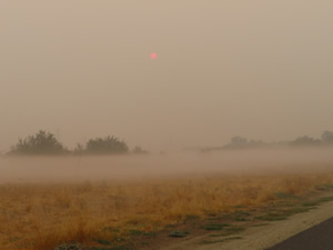 Smoke or fog near bike trial in the morning in Sacramento.