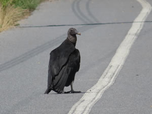 Vulture on Michael Castle Trail in Delaware.