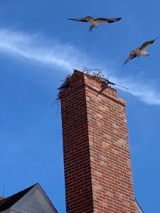 Osprey making a nest on the chimney of the Fort Pickens visitor center in Florida.
