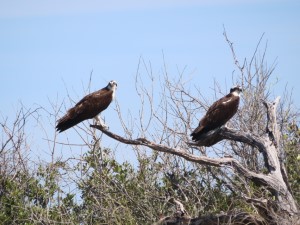 Osprey at Fort Pickens near visitor center in Florida.