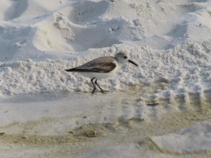 Sanderling bird on beach at Pensacola Beach, Florida.