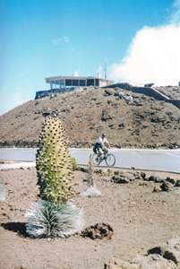 A Silversword blooming at the summit of Haleakalā with Ted on his rental bike in the background in Maui, Hawaii.