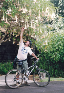 Photo of Ted and his rental bike with a flowering tree. Ted believe this was taken by a bar where Ted met up with Andrea about half way between the summit of Haleakalā and the Pacific Ocean in Maui, Hawaii.