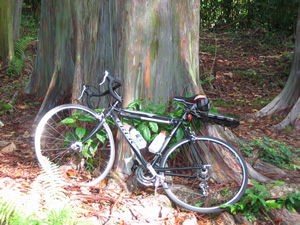 Ted’s rental bike near rainbow eucalyptus trees on Hana Highway in Maui, Hawaii.