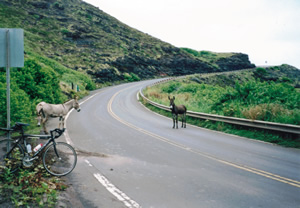 Ted’s rental bike with Donkeys on the road as Ted rides the Jim Stuart Memorial bike ride in Maui, Hawaii.