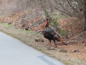 Turkey next to the Trail of the Coeur d’Alene near Harrison, Idaho.