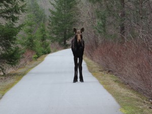 Moose on the Trail of the Coeur d’Alene near ghost town of Springston, Idaho.