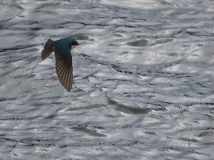 Tree Swallow seen from Trail of the Coeur d’Alene on Lake between Medimont and Bull Run Lake, Idaho.