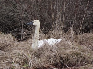 Nesting swan seen from Trail of the Coeur d’Alene between Medimont and Bull Run Lake, Idaho.