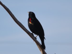 Red-winged blackbird seen from rest stop on interstate 84 in Oregon near the Columbia river.
