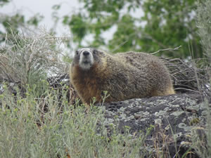 Marmot at Dierkes Lake near Twin Falls, Idaho.