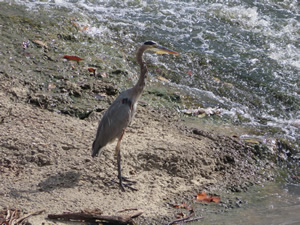 Grey Heron in White River at Muncie, Indiana.