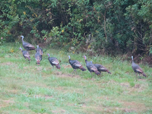 Turkey near the Louisville loop trail in Kentucky.