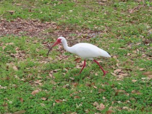 American white ibis next to the Mississippi River trail west of Audubon Park in New Orleans.
