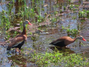 Black-Bellied Whistling Duck next to the Mississippi River trail west of Audubon Park in New Orleans.
