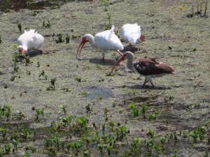 American white ibis (I think the brown one is a juvenile) next to the Mississippi River trail west of Audubon Park in New Orleans.