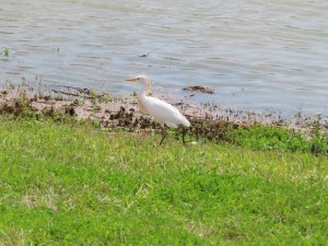 Great Egret (I think) next to the Mississippi River trail west of Audubon Park in New Orleans.