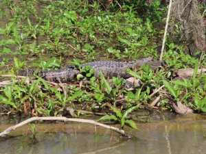 Photo of alligator from our boat on the Honey Island Swamp tour in Slidell, Louisiana.