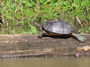 Photo of turtle from our boat on the Honey Island Swamp tour in Slidell, Louisiana.
