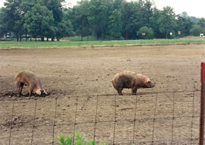 There are several farms along the Kal-Haven bike trail, here we see a pig taking a pee.
