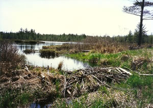 Beaver dam in the Upper Peninsula of Michigan.