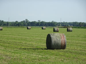 Rolled hay in farm field near highway to Elm Creek, Nebraska.