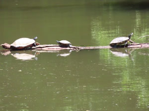 Turtles in canal next to Delaware & Raritan Canal State Park Trail in New Jersey.