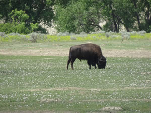 Buffalo in Theodore Roosevelt National Park.