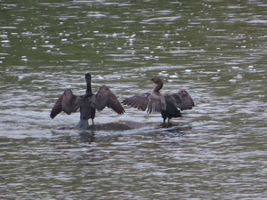 Birds in Miami River next to the Great Miami River Trail near Dayton, Ohio.