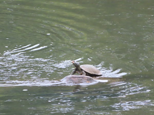 Turtle in Miami River next to the Great Miami River Trail near Dayton, Ohio.