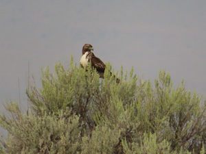 Hawk in tree at Malheur wildlife refuge.