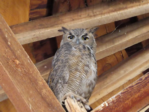 Owl seen at the Pete French Round Barn State Heritage Site.