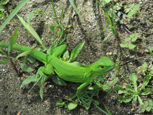 Lizard near Isabela, Puerto Rico.