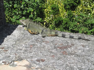 Iguana at the El Morro fort at San Juan, Puerto Rico.