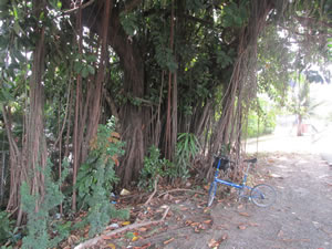 Banyan tree near San Juan, Puerto Rico.