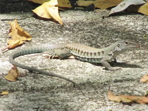 Lizard near Loiza, Puerto Rico.