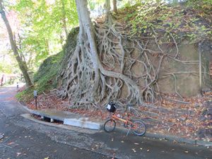 Ted’s bike near roots in Falls park near Liberty bridge.