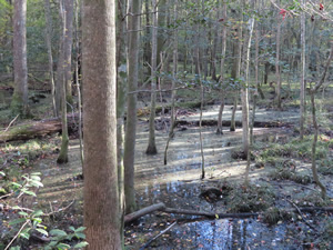 Swamp seen from boardwalk trail at Congaree National Park.