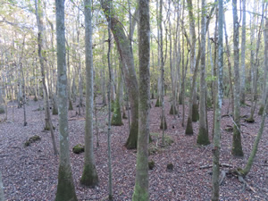 Trees seen from boardwalk trail at Congaree National Park.