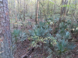 Plants seen from boardwalk trail at Congaree National Park.