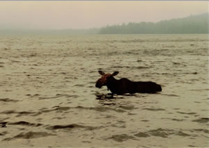 Moose in Feldtmann Lake on Isle Royal, Michigan