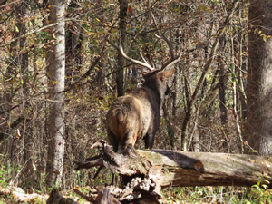 Elk seen near river next to Farmhouse at Oconaluftee Visitor Center.