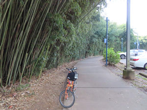 Ted’s bike on a portion of the Chattanooga riverwalk trail that is lined with bamboo.