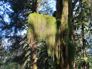 Moss on trees seen from Glade trail near the Ranger Station.