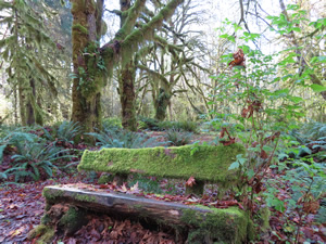 Mossy bench next to Glade trail near the Ranger Station.