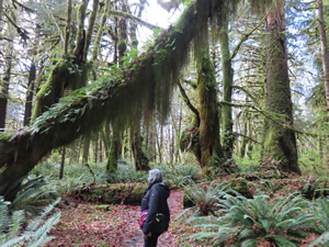 Marty under mossy tree on Glade trail near the Ranger Station.