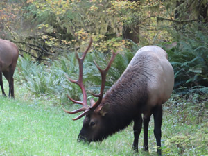 Roosevelt Elk seen next to road in the Hoh rainforest.