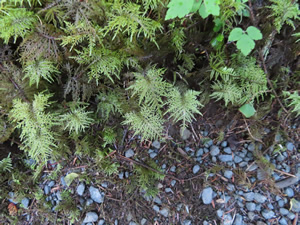 Plants next to “Hall of Mosses Trail” in the Hoh rainforest.